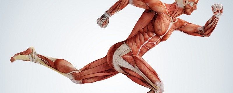 Warum sollten Sie die Muskeln des Kortex stärken?